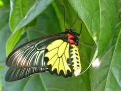 Troides aeacus formosanus