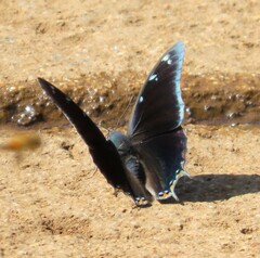 Charaxes phaeus