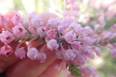 Erica irregularis