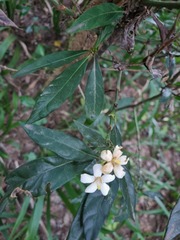 Mitriostigma axillare