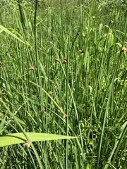 Schoenoplectus pungens