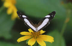 Janatella leucodesma