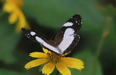 Janatella leucodesma