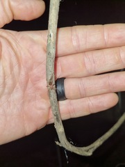 Clubionidae