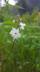 Lithophragma affine