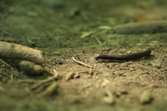 Narceus americanus