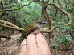 Camaroptera brachyura