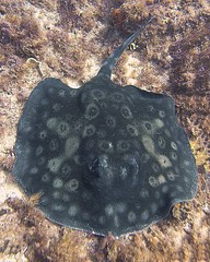 Urolophus circularis