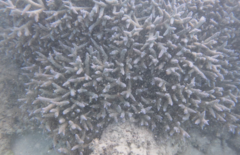 Acropora