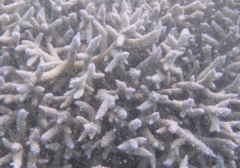 Acropora