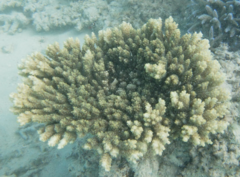 Acropora
