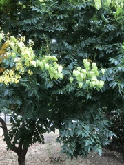Koelreuteria paniculata
