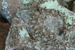 Umbilicaria muhlenbergii