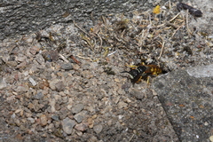 Philanthus triangulum