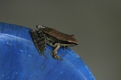 Sylvirana mortenseni