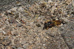 Philanthus triangulum