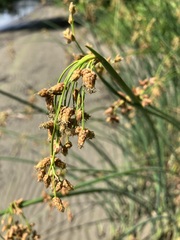 Schoenoplectus tabernaemontani