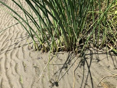 Schoenoplectus tabernaemontani