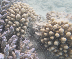 Acropora gemmifera