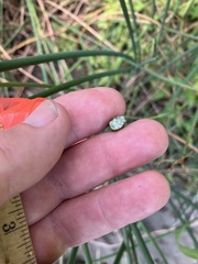 Schoenoplectus tabernaemontani