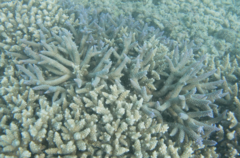 Acropora