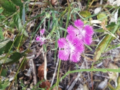 Dianthus seguieri
