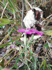 Dianthus seguieri