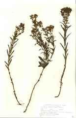 Hypericum sphaerocarpum