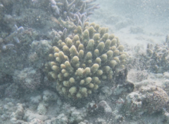 Acropora gemmifera