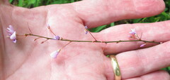 Hylodesmum nudiflorum