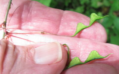 Hylodesmum nudiflorum