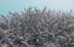 Acropora