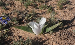 Colchicum capense ciliolatum