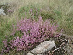 Calluna vulgaris