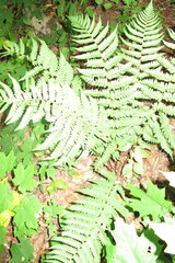 Dryopteris marginalis