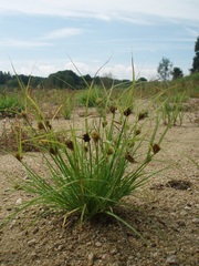 Carex bohemica
