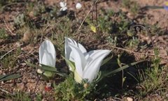 Colchicum capense ciliolatum