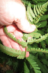Dryopteris marginalis