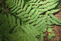 Dryopteris marginalis