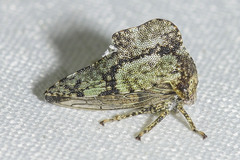 Heliria cornutula