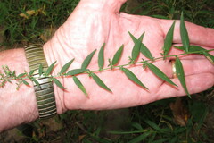 Symphyotrichum lateriflorum