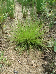 Eleocharis ovata