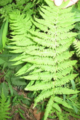 Polypodiopsida