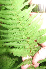 Polypodiopsida