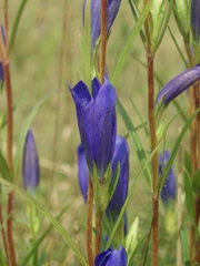 Gentiana pneumonanthe