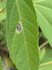 Calycomyza ambrosiae