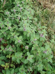 Mentha arvensis