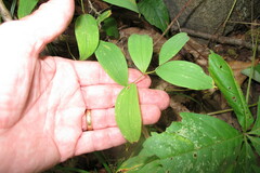 Uvularia sessilifolia