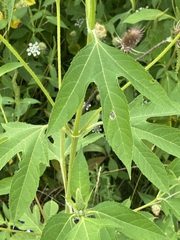 Calycomyza ambrosiae