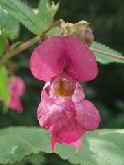 Impatiens glandulifera